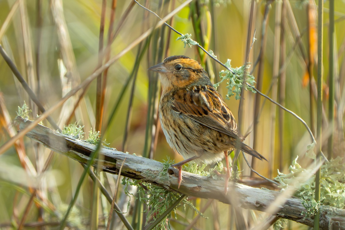 Nelson's Sparrow - ML645660796
