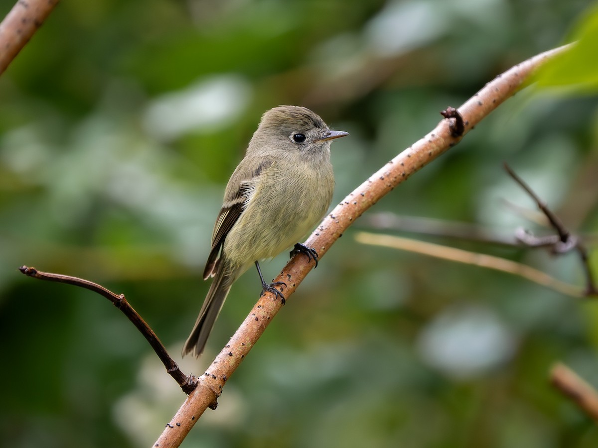 Hammond's Flycatcher - ML645660800