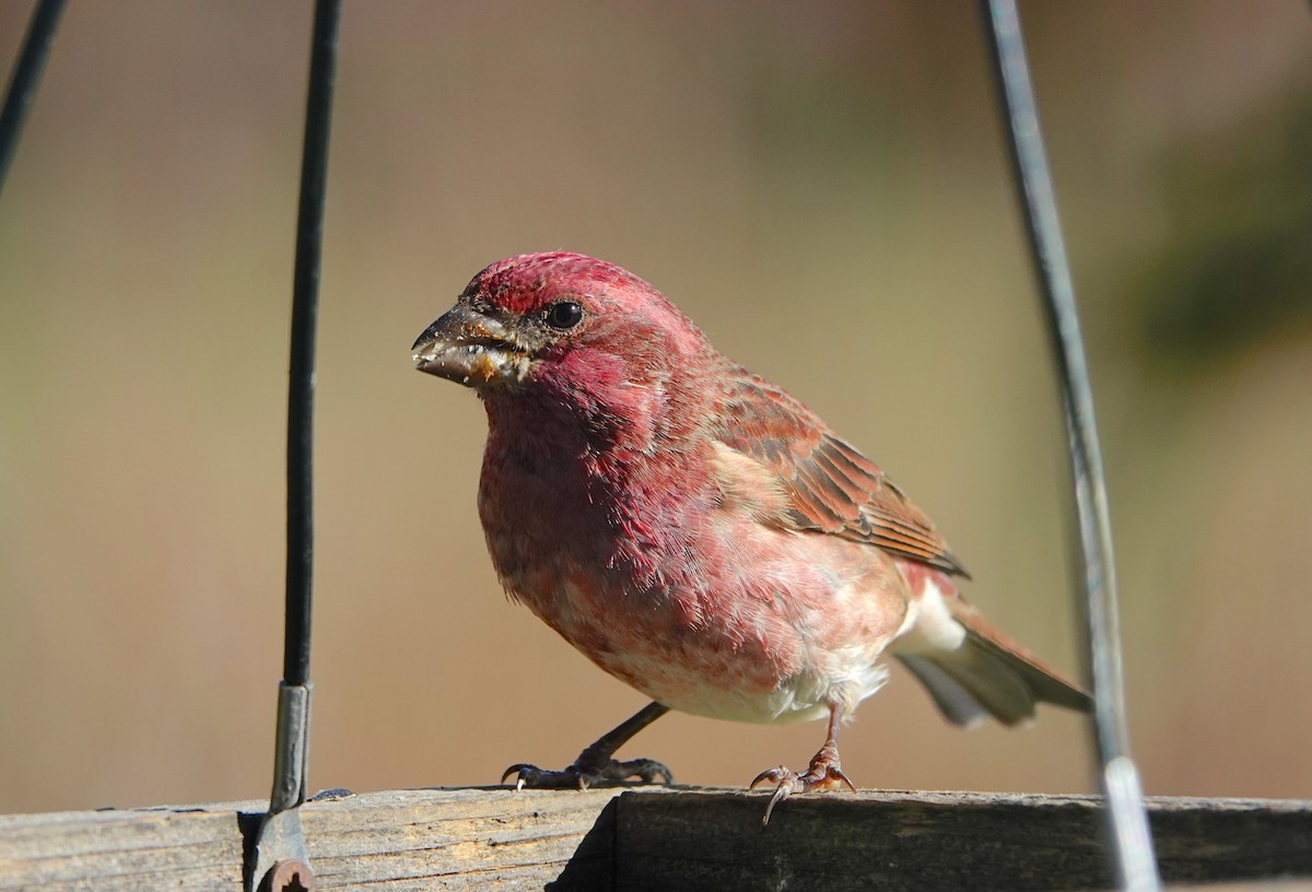 purpurfink - ML645660801