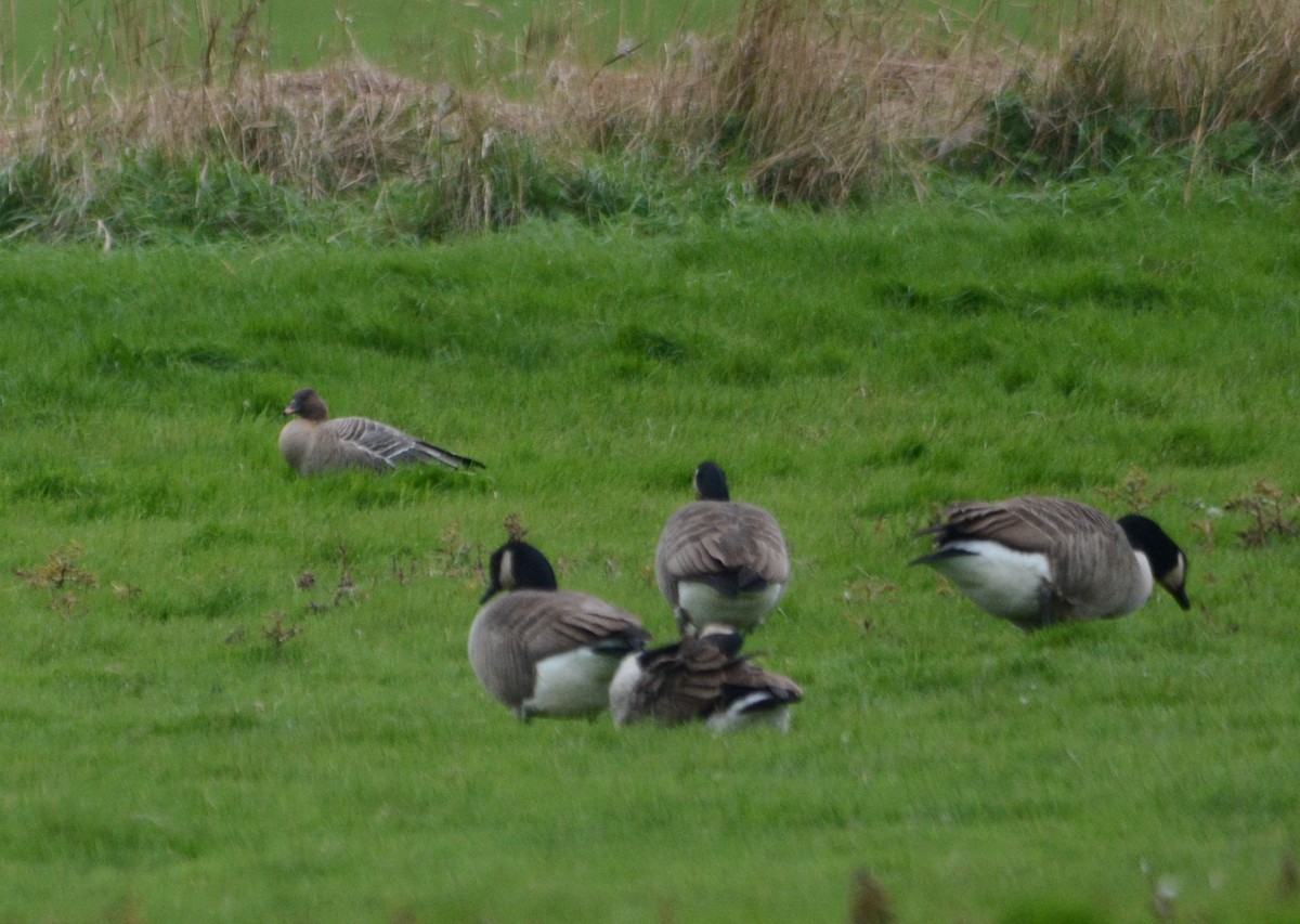 Pink-footed Goose - ML645660806