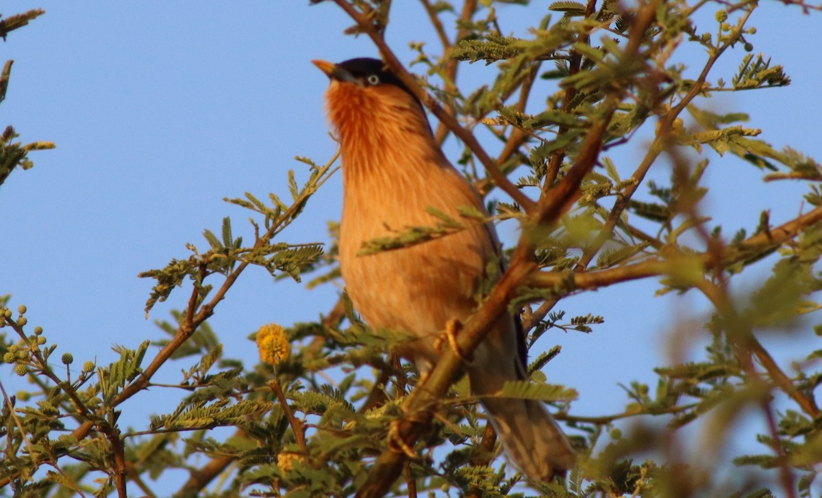 Brahminy Starling - ML645660814