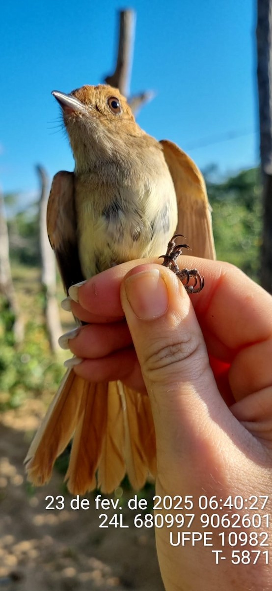 Ash-throated Casiornis - ML645660815