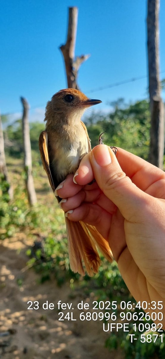 Ash-throated Casiornis - ML645660816