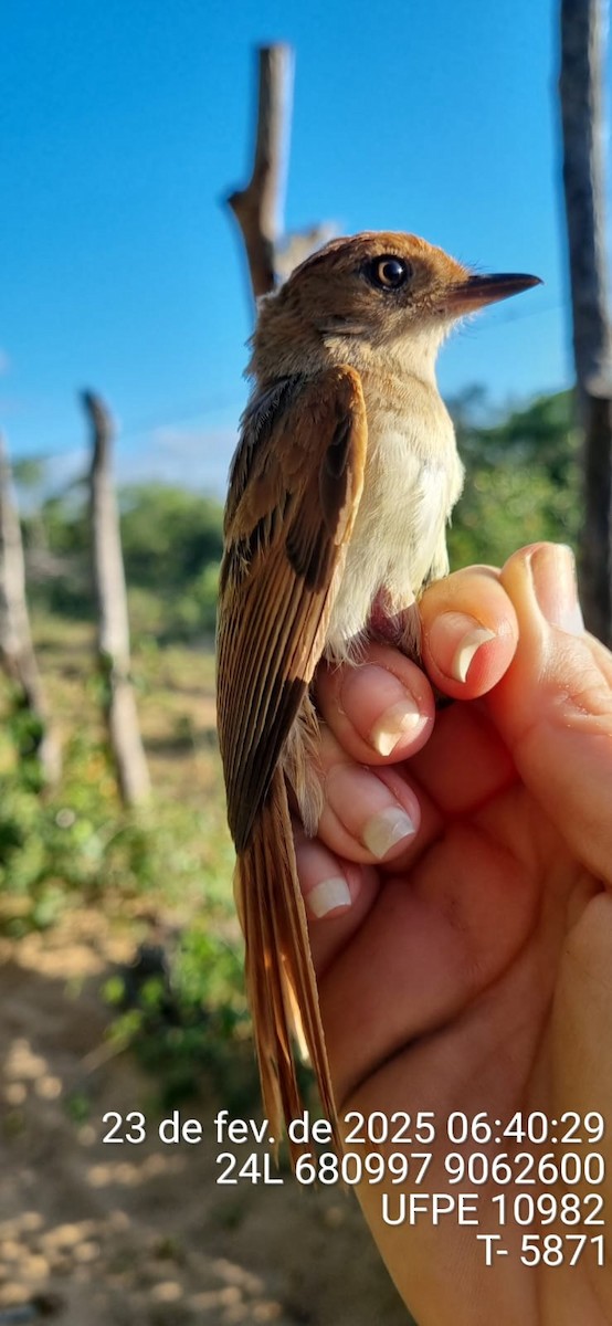 Ash-throated Casiornis - ML645660817