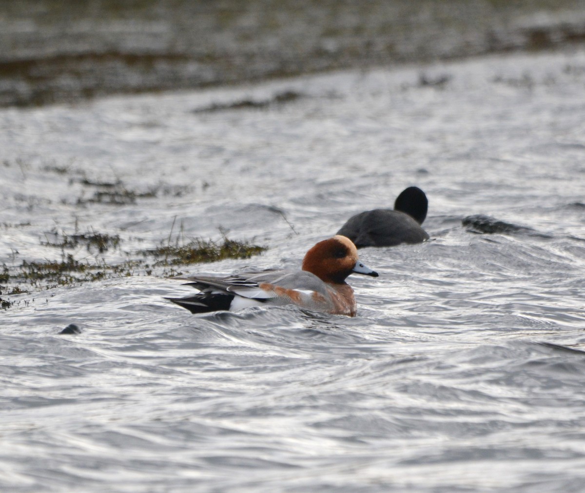 Eurasian Wigeon - ML645660821