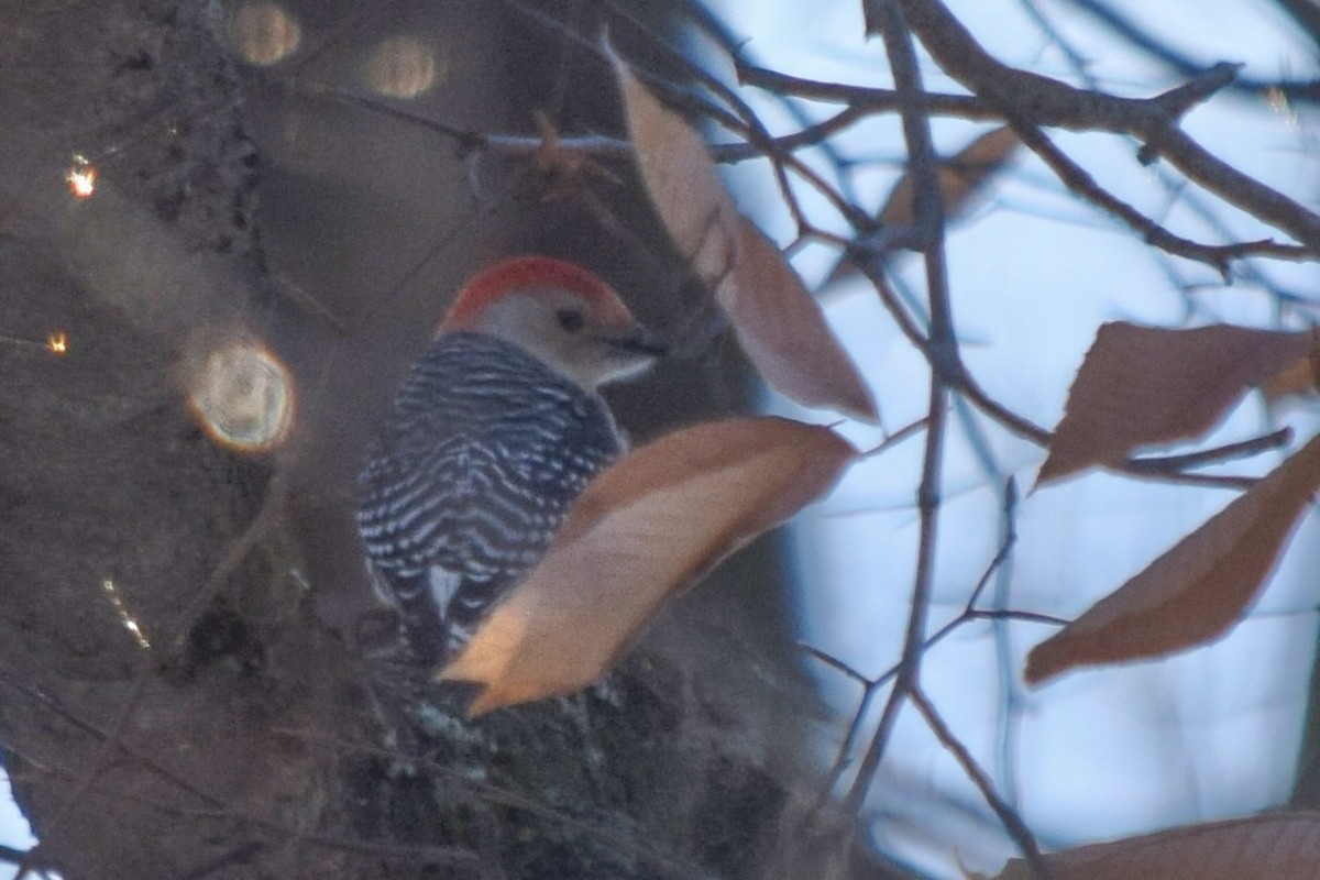 Red-bellied Woodpecker - ML645660824