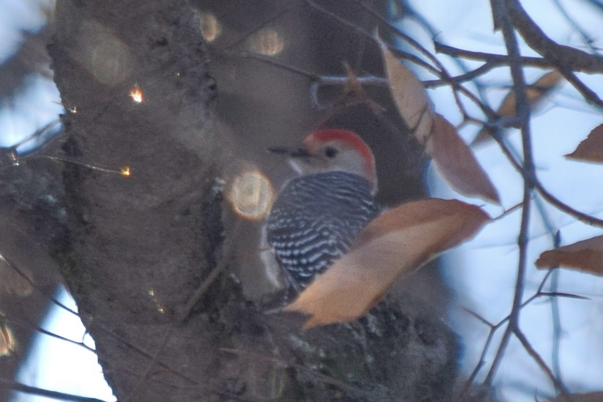 Red-bellied Woodpecker - ML645660825