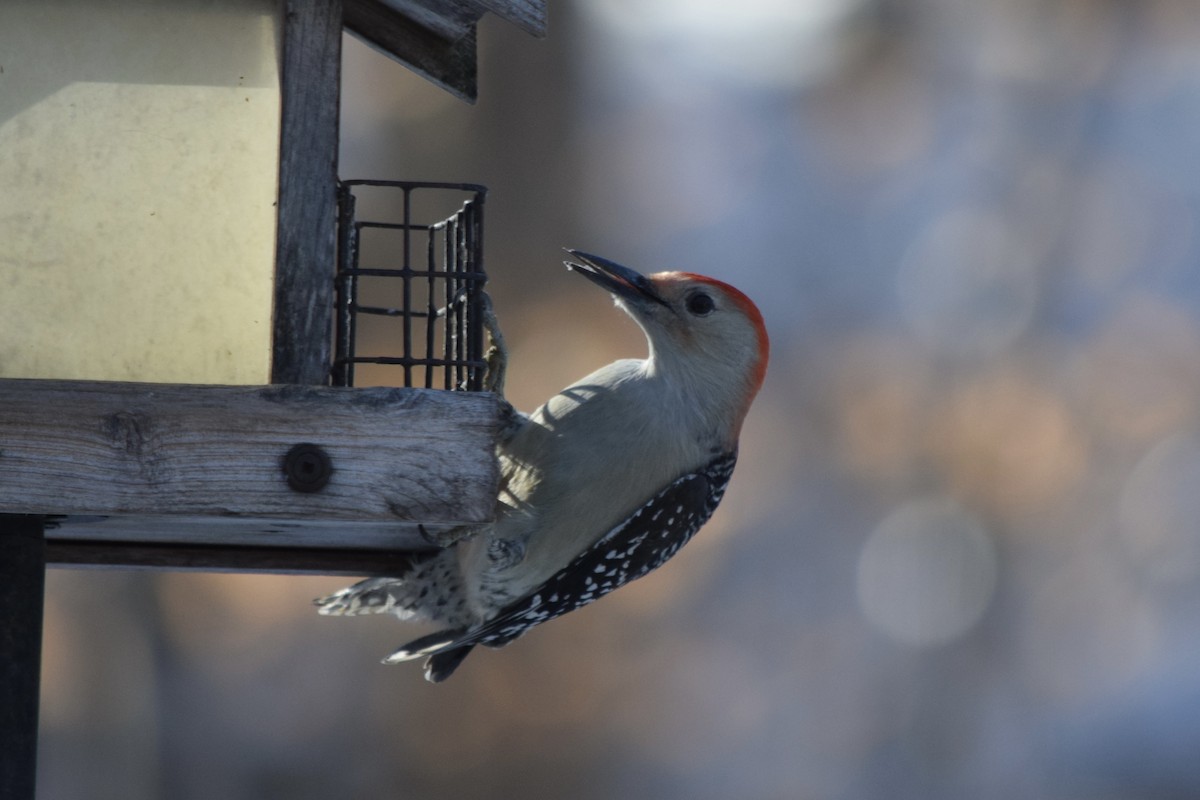 Red-bellied Woodpecker - ML645660826