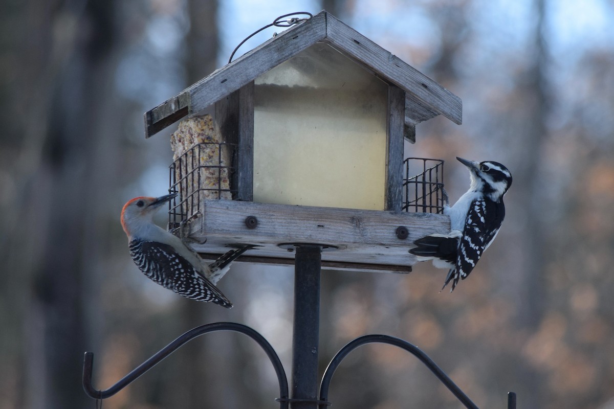 Red-bellied Woodpecker - ML645660827
