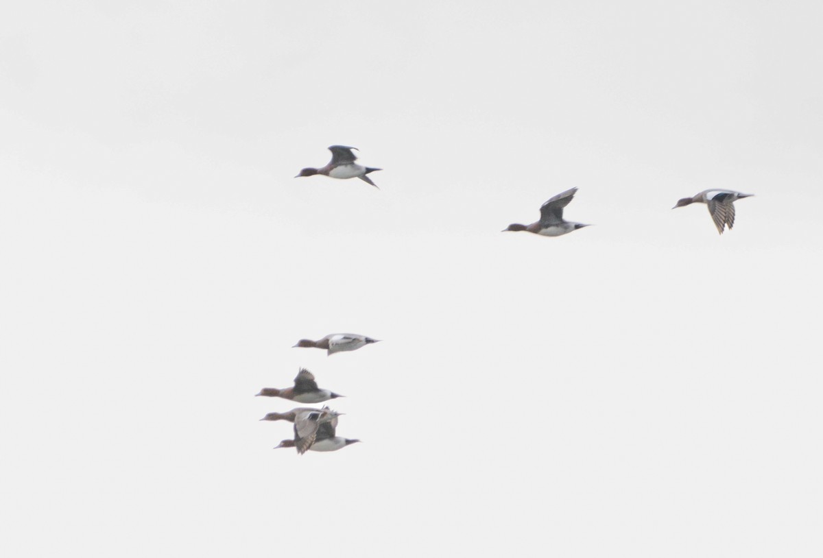 Eurasian Wigeon - ML645660828