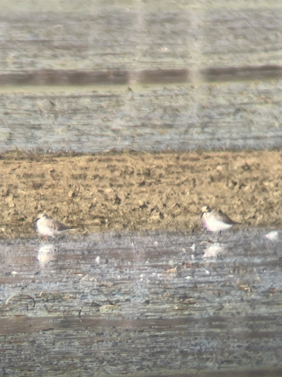 Dunlin - ML645660834