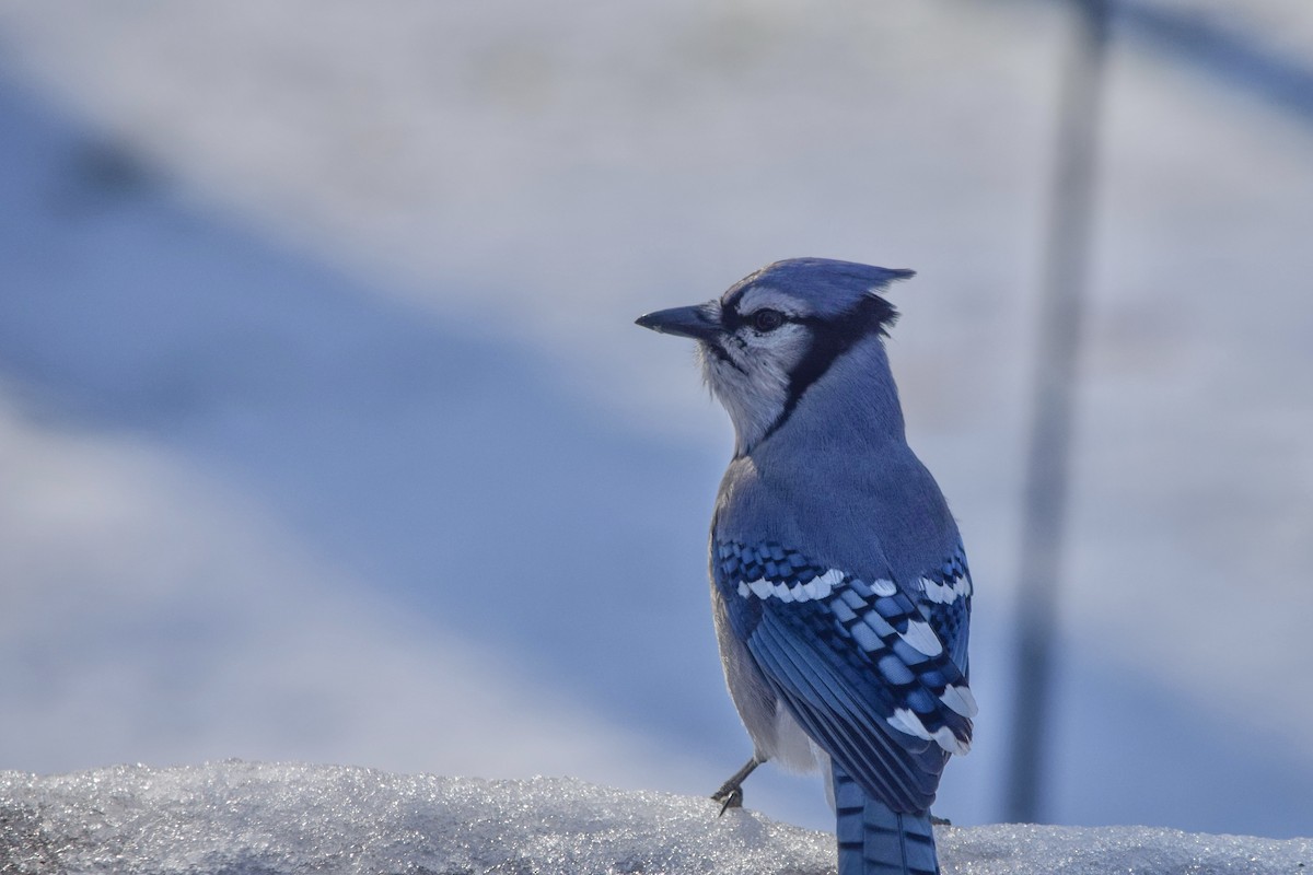 Blue Jay - ML645660847