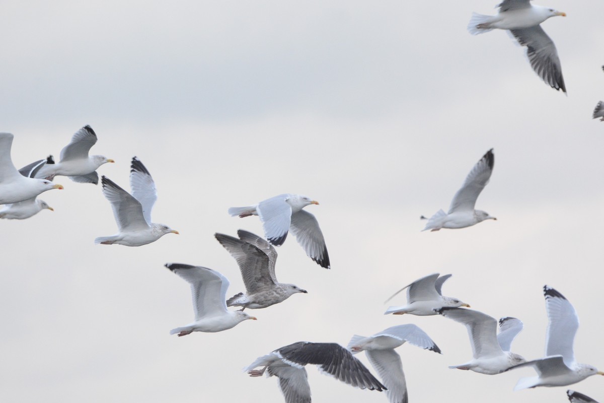 European Herring Gull - ML645660849