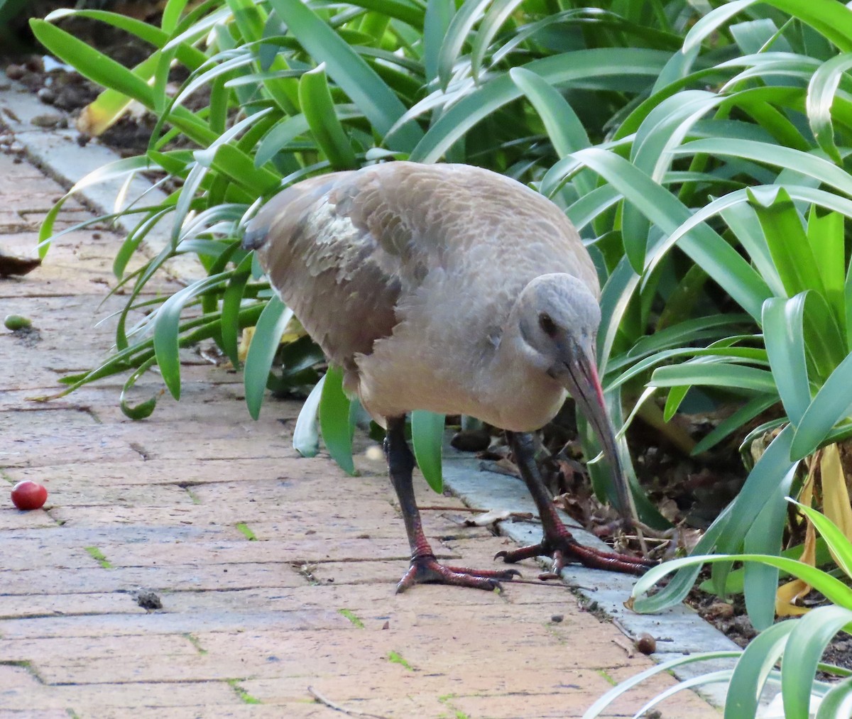 Hadada Ibis - ML645660853