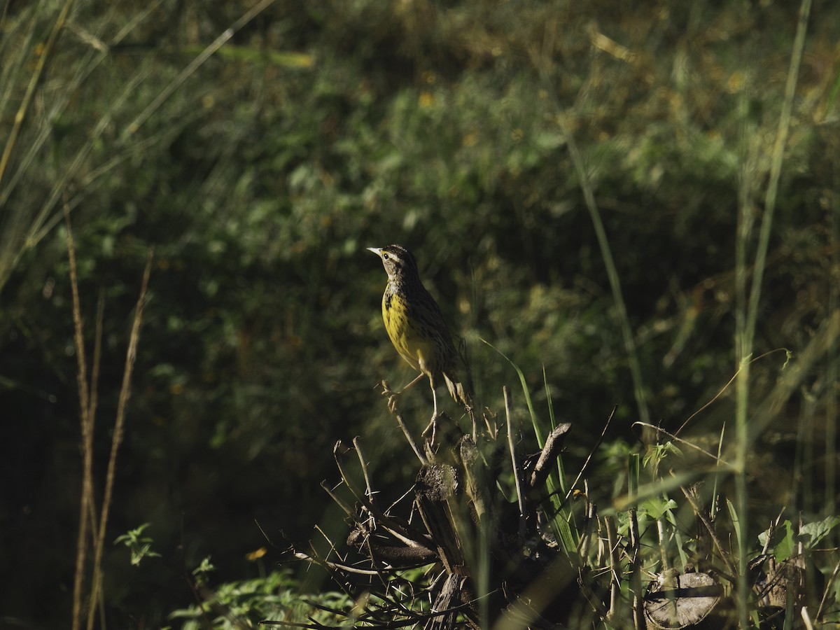 Eastern Meadowlark - ML645660857