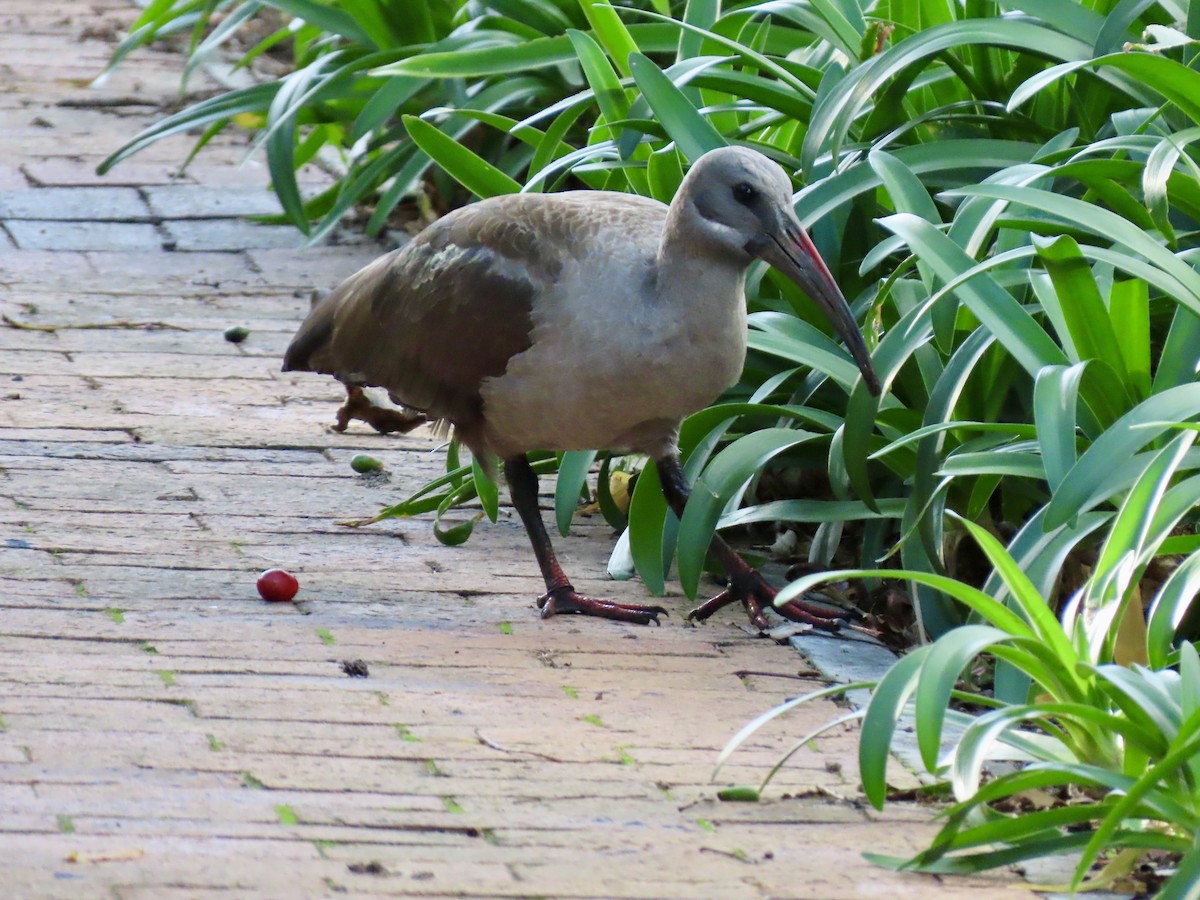Hadada Ibis - ML645660859