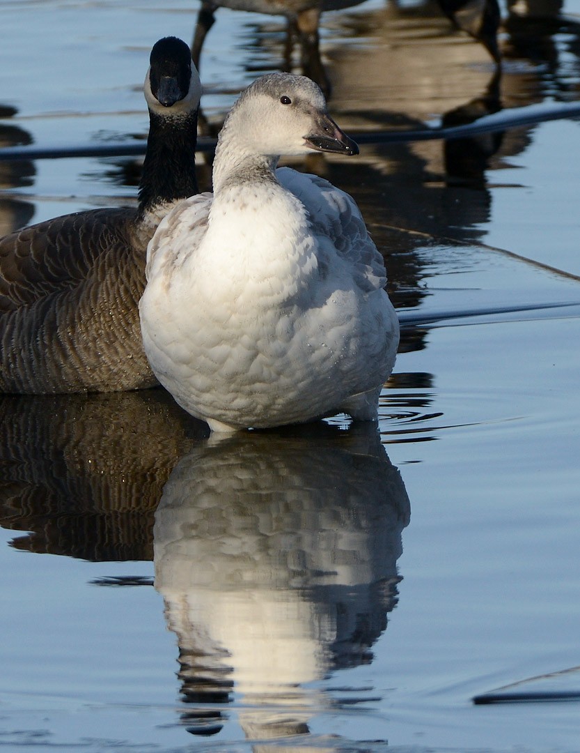 Snow Goose - ML645660862