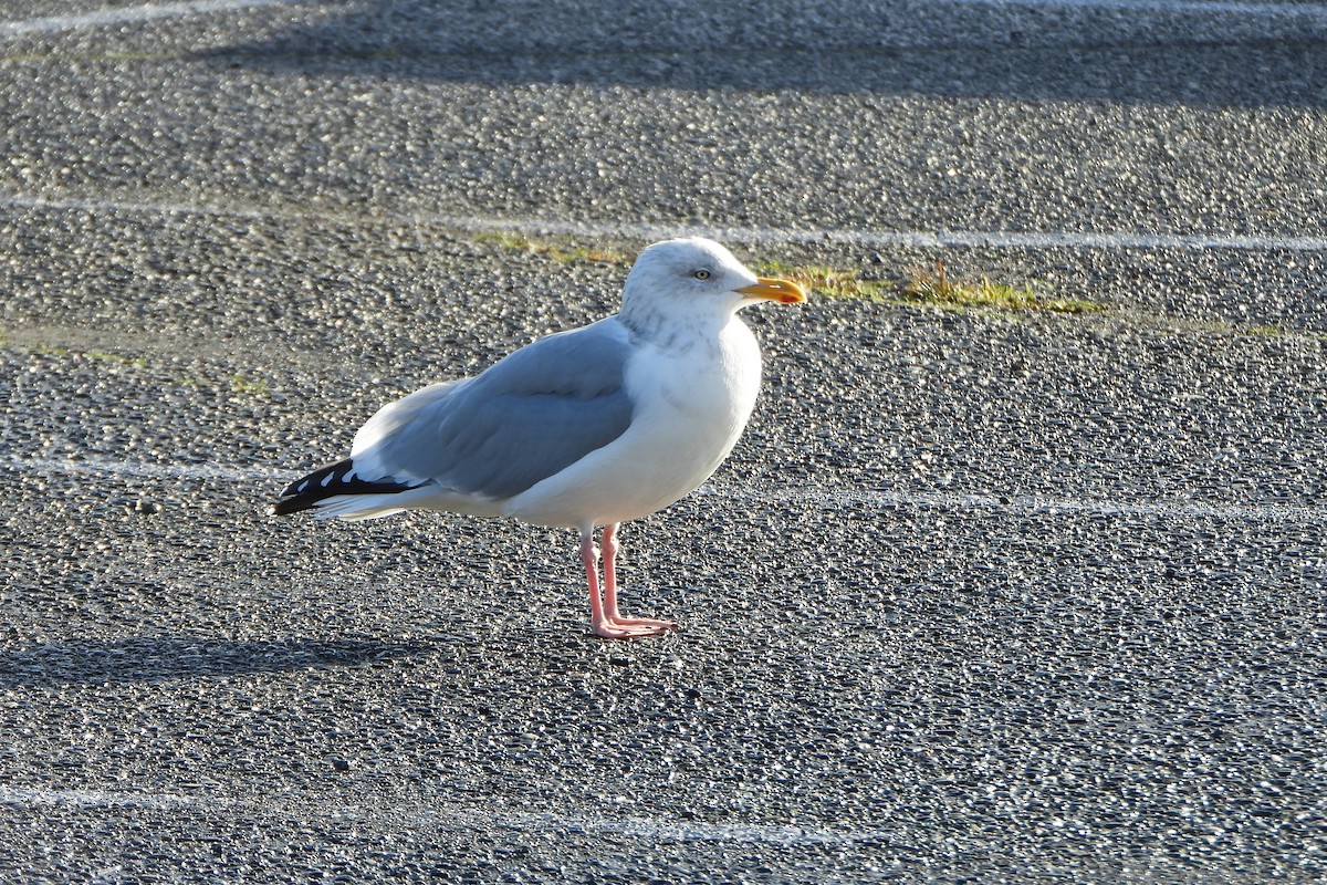 American Herring Gull - ML645660873