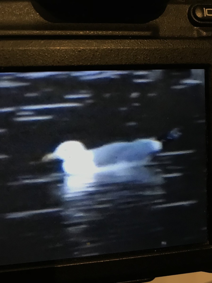 racek středomořský - ML645660888