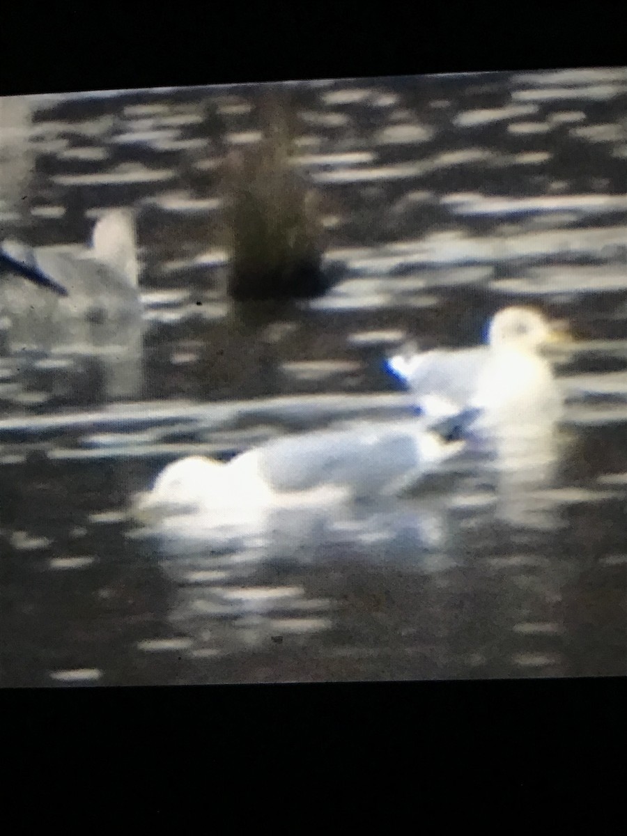 racek středomořský - ML645660889