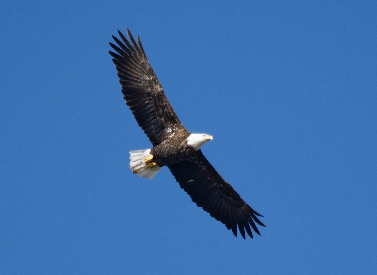 Bald Eagle - ML645660892