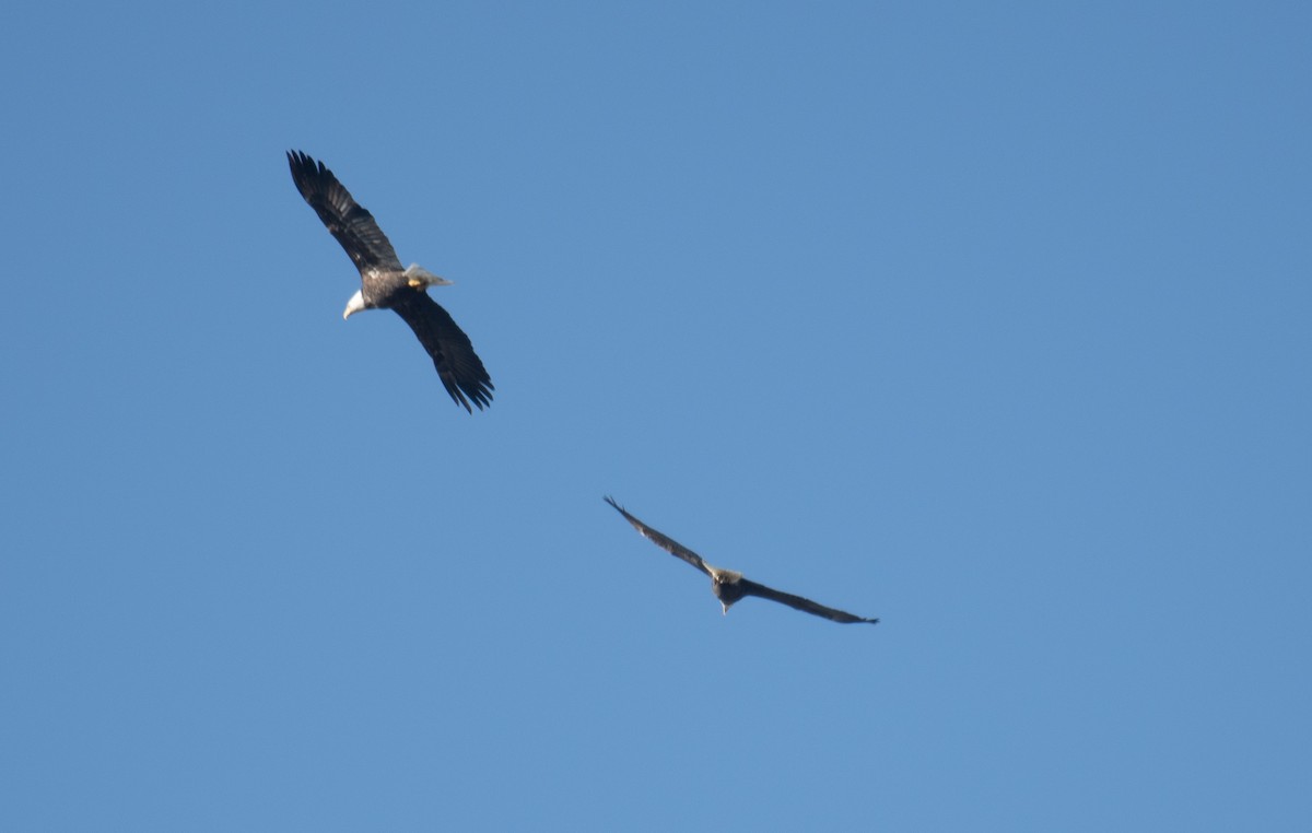 Bald Eagle - ML645660893