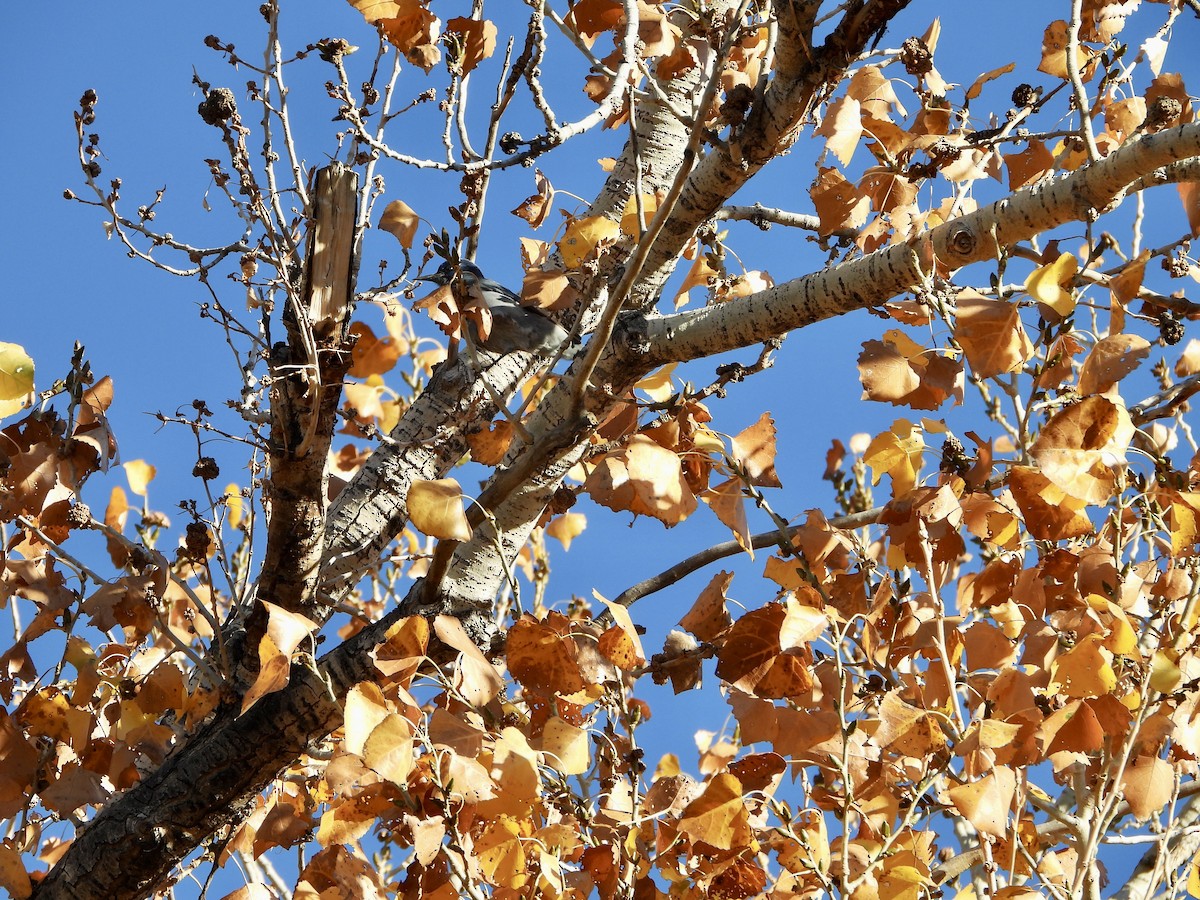 sojka modrá - ML645660894