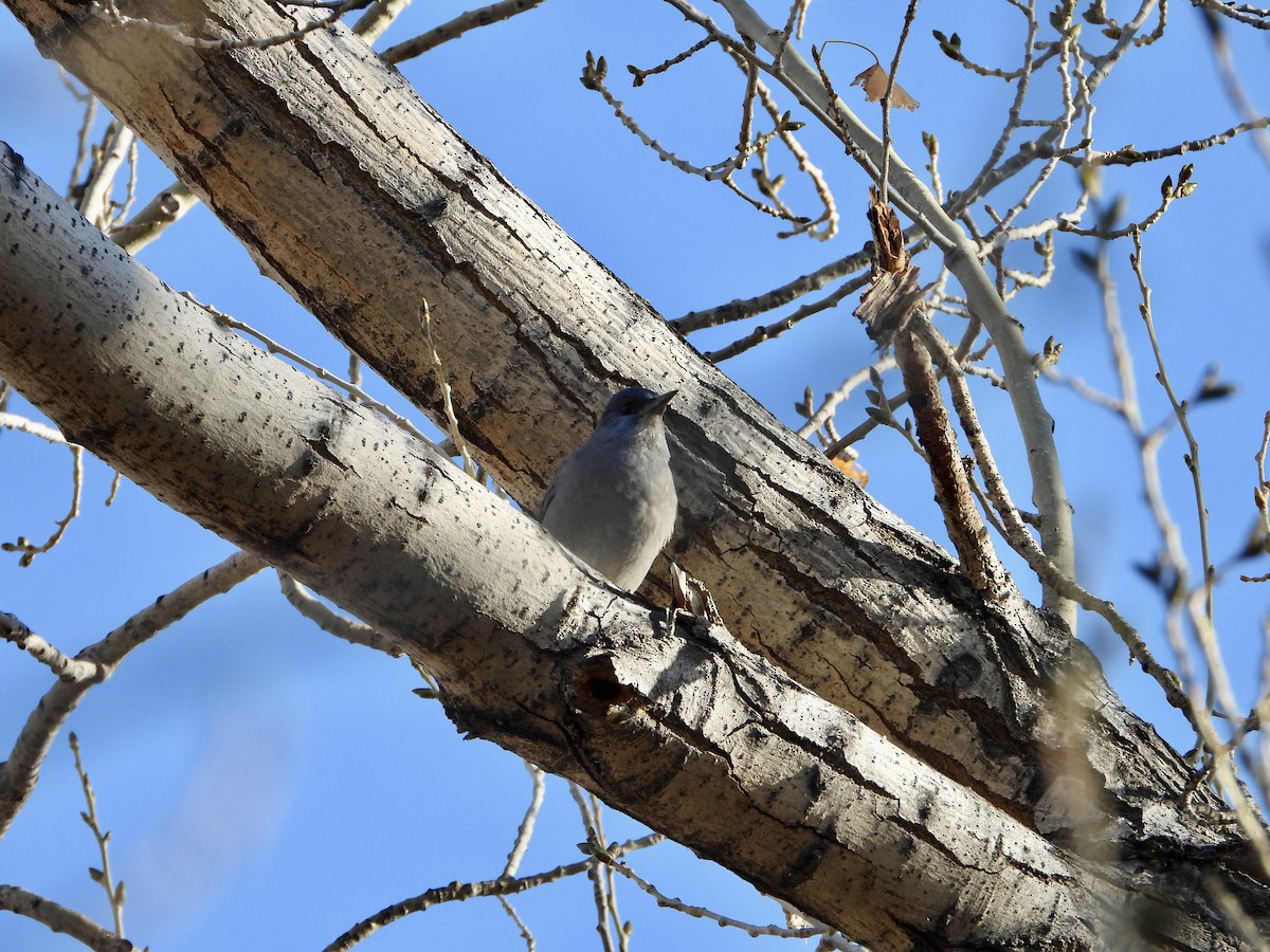 sojka modrá - ML645660895