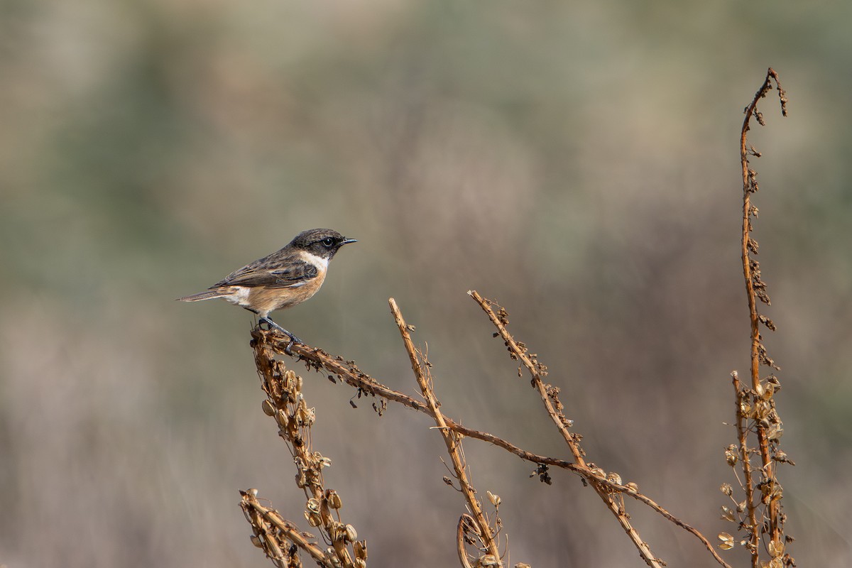 European Stonechat - ML645660899