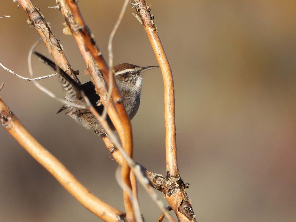 Bewick's Wren - ML645660909