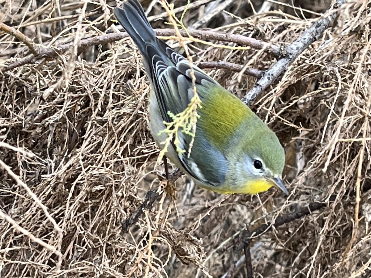 Northern Parula - ML645660916