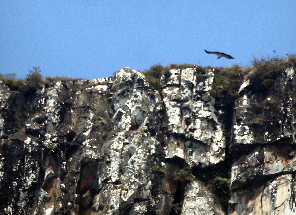 トキイロコンドル - ML645660920