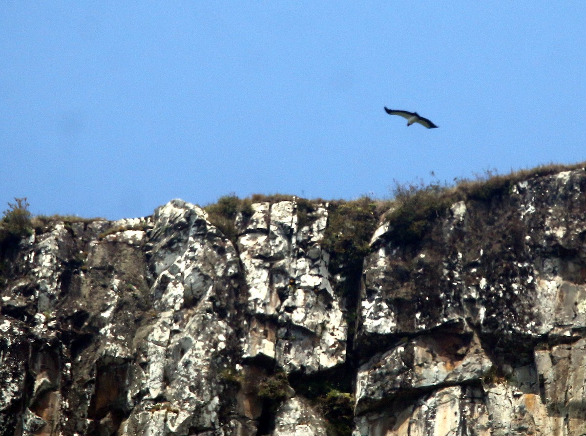 トキイロコンドル - ML645660921