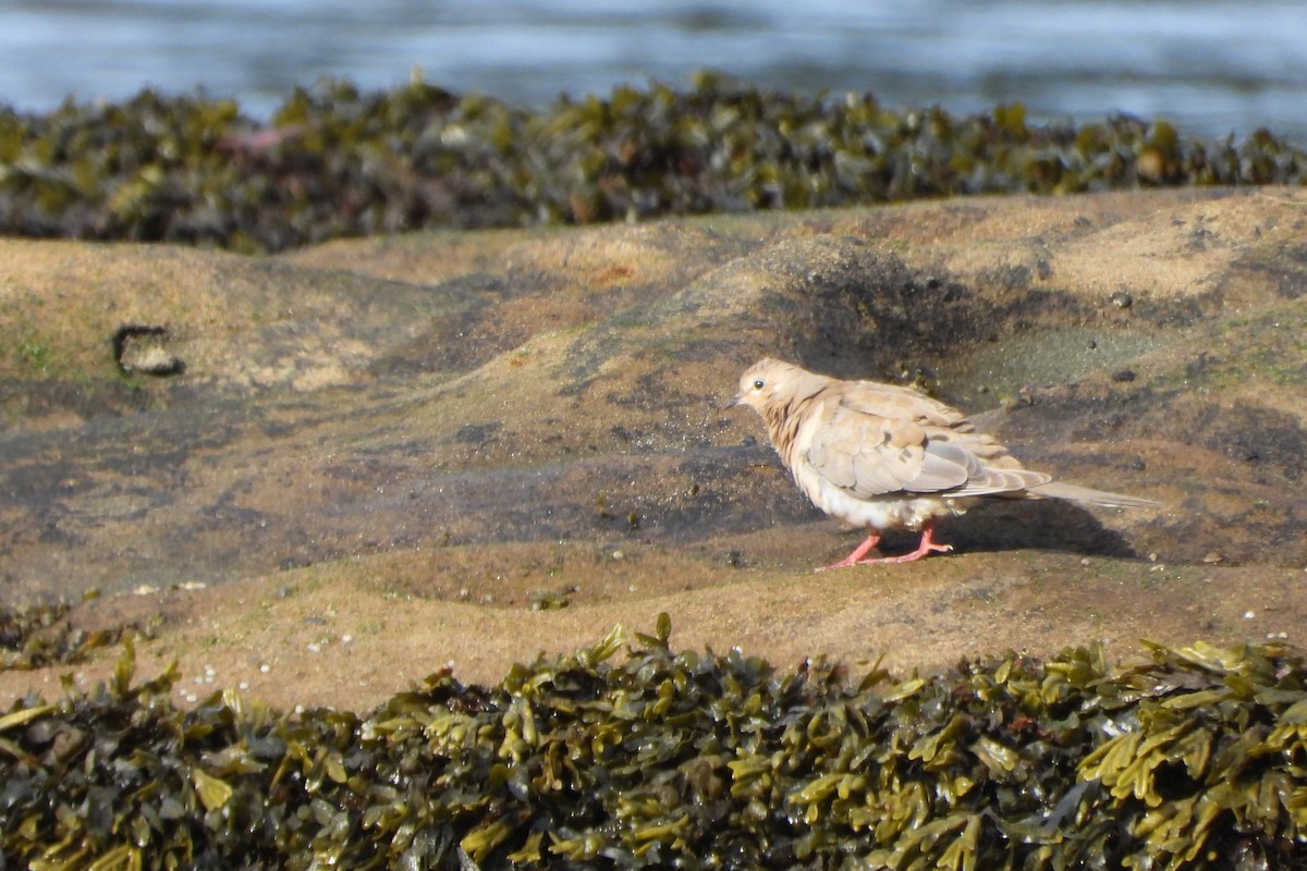 Mourning Dove - ML645660927