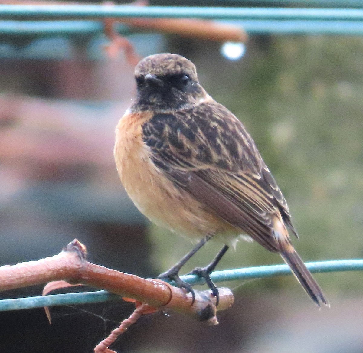 European Stonechat - ML645660928