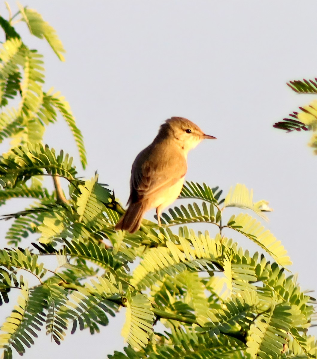 Sykes's Warbler - ML645660932