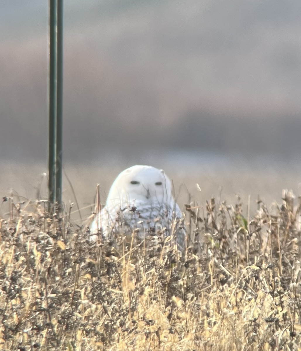 Harfang des neiges - ML645660937
