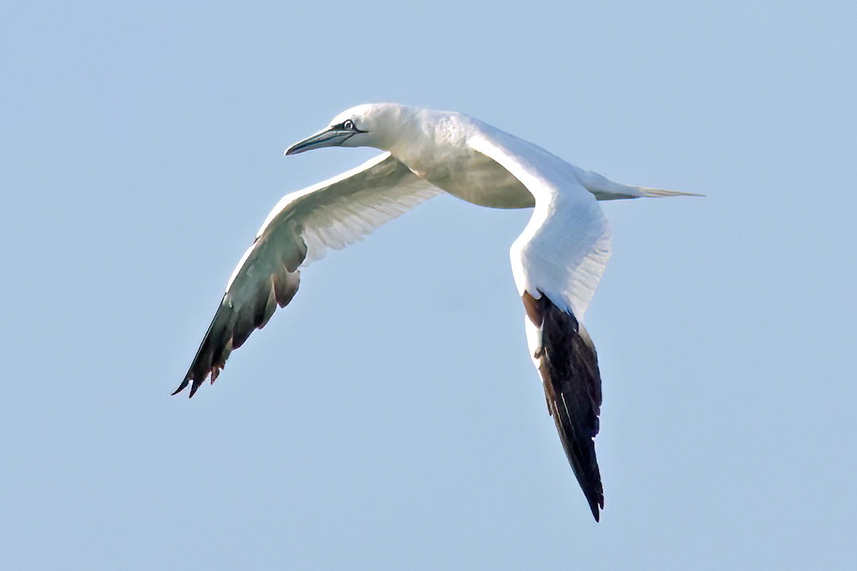 סולה מצויה - ML645660946