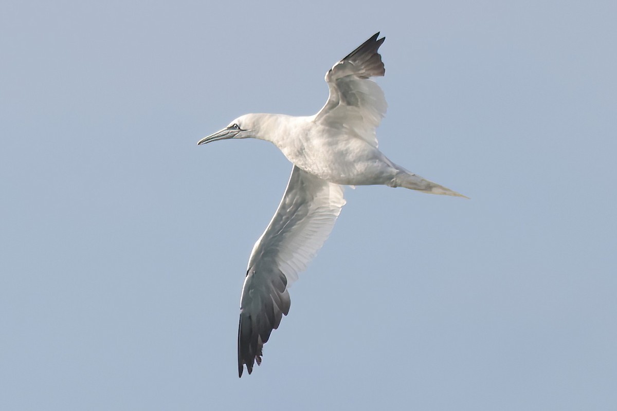 סולה מצויה - ML645660949