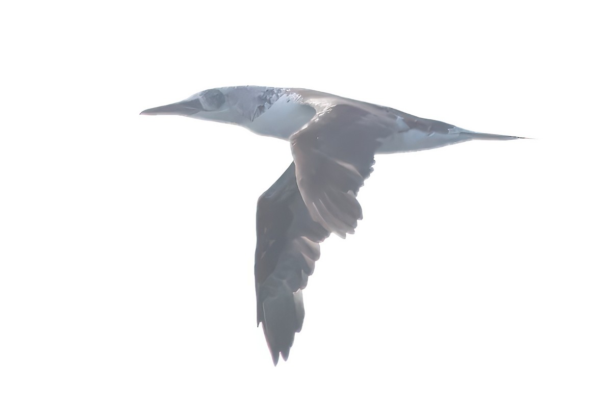 סולה מצויה - ML645660950