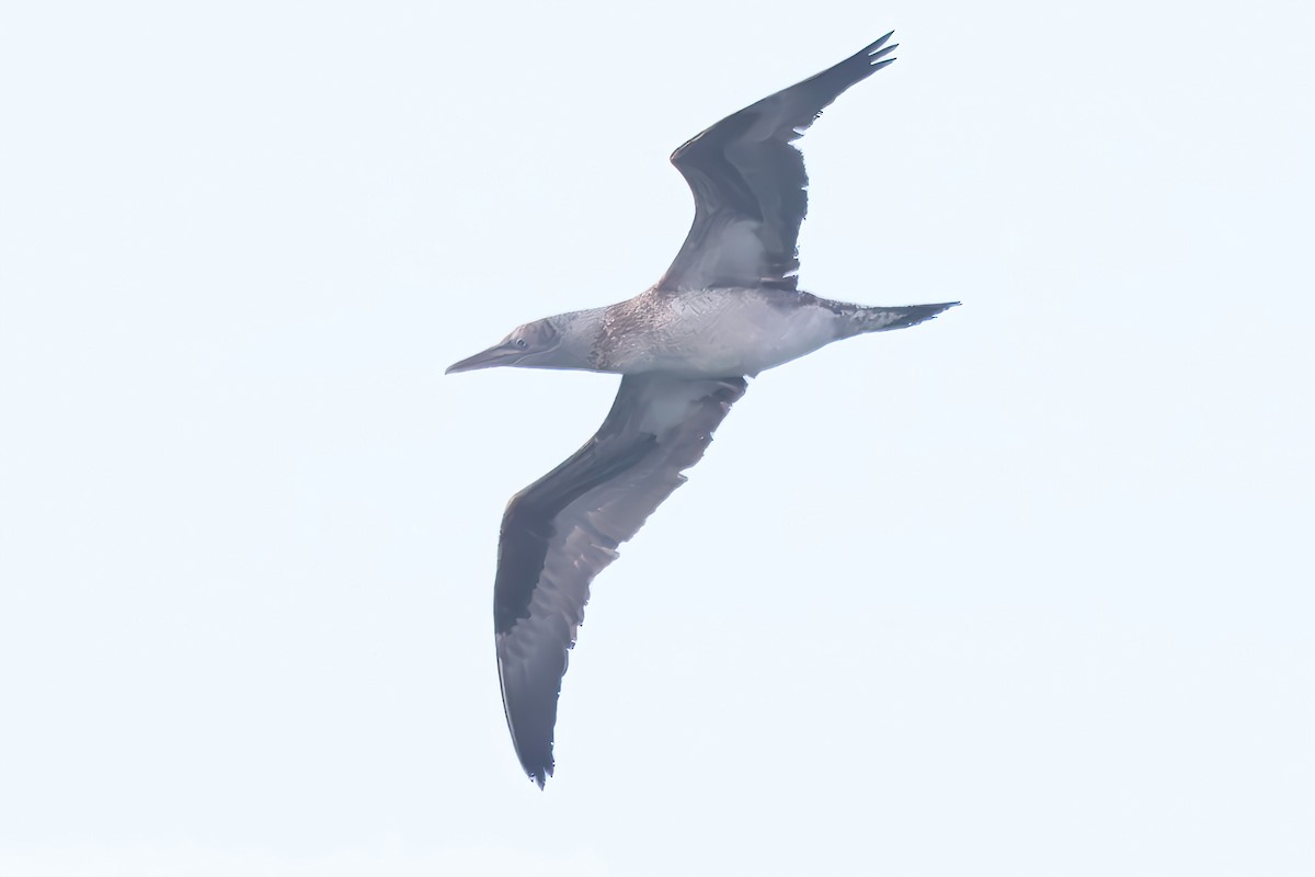 סולה מצויה - ML645660952