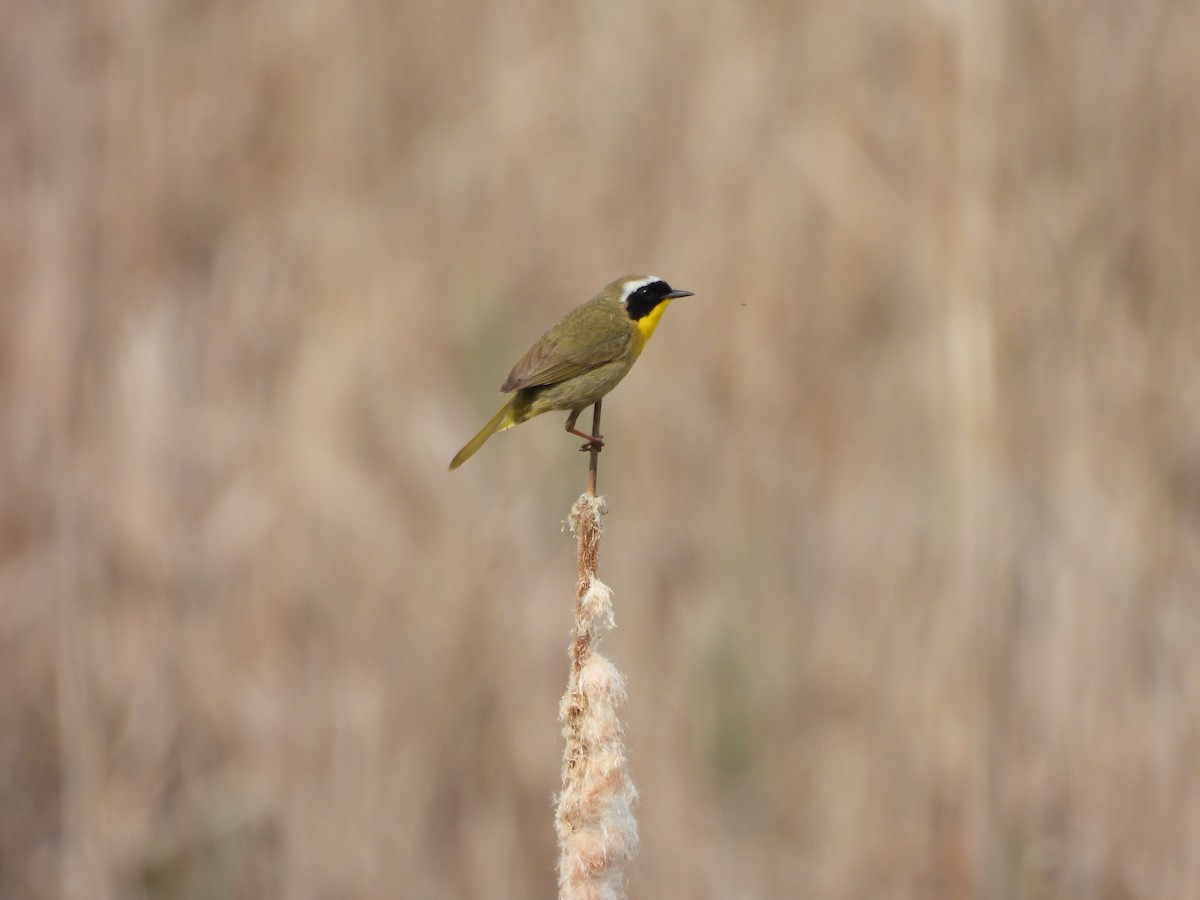 Common Yellowthroat - ML645660959