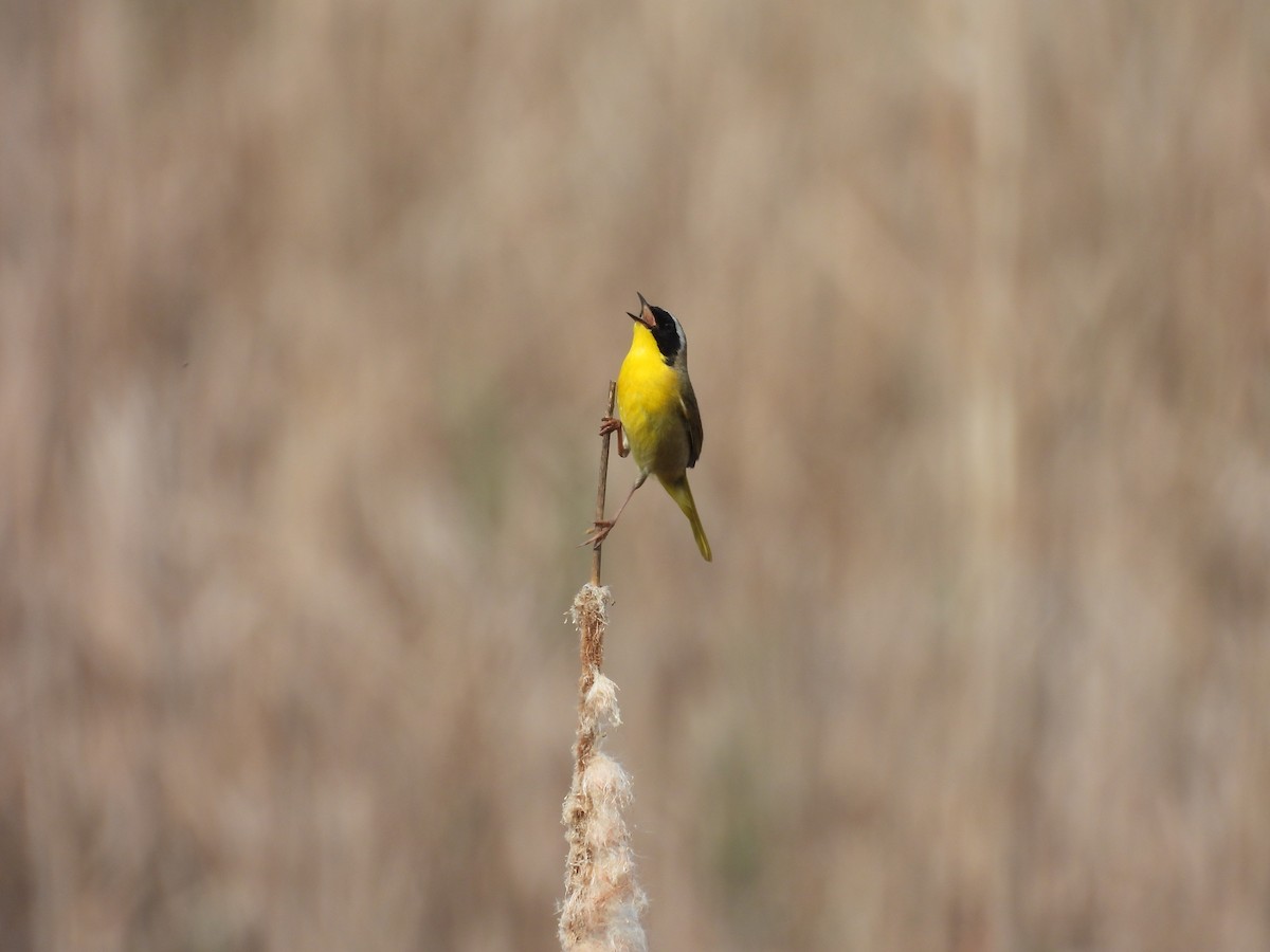 Common Yellowthroat - ML645660960