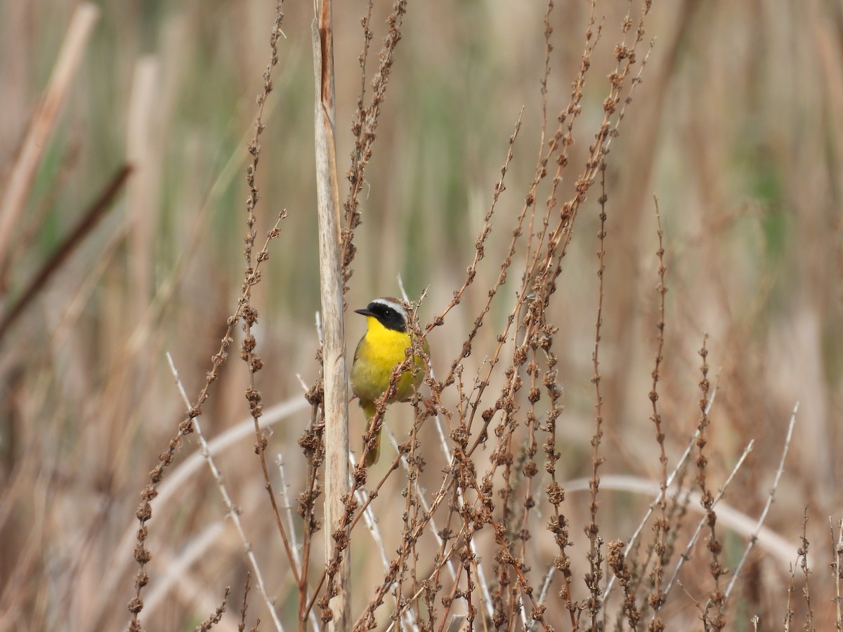 Common Yellowthroat - ML645660964