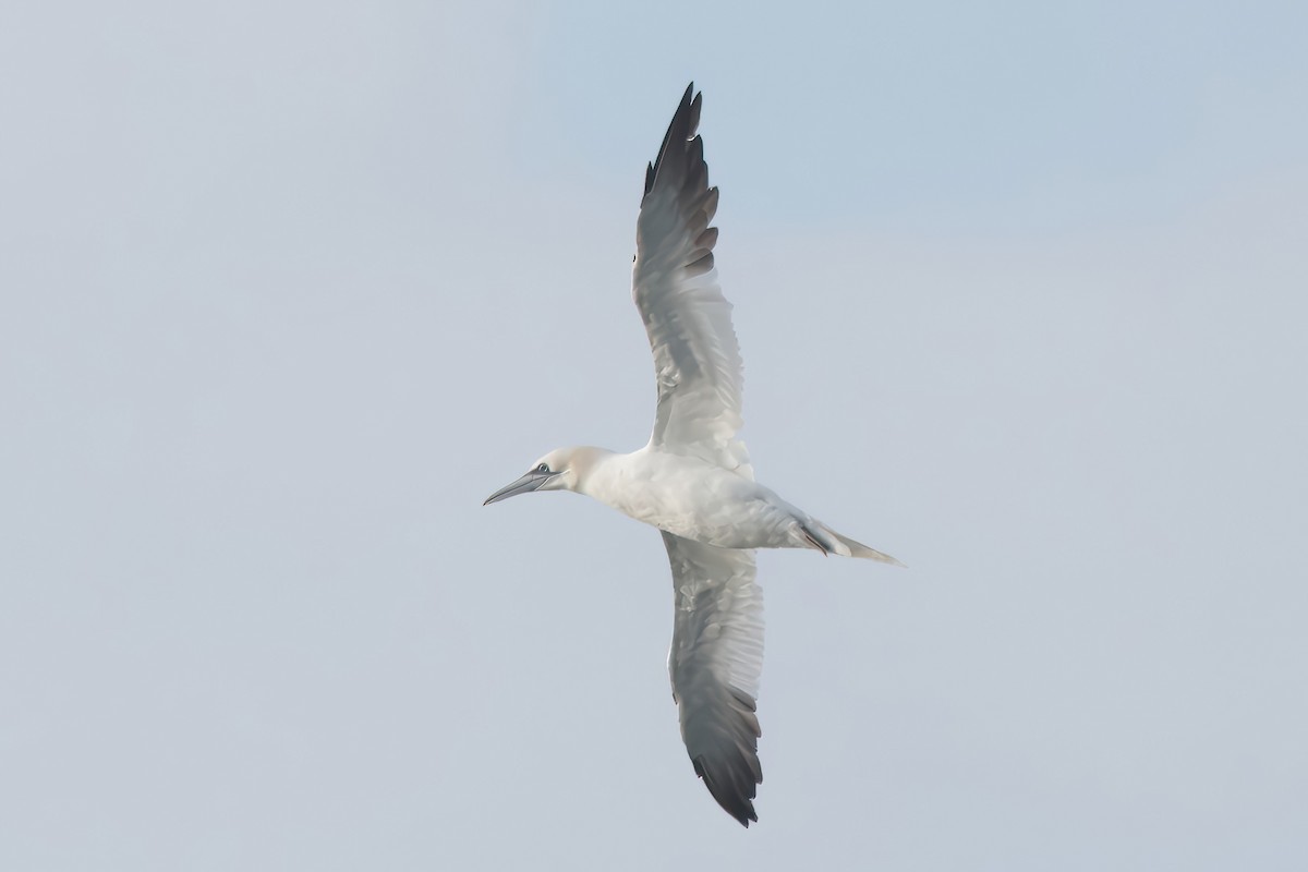סולה מצויה - ML645660965