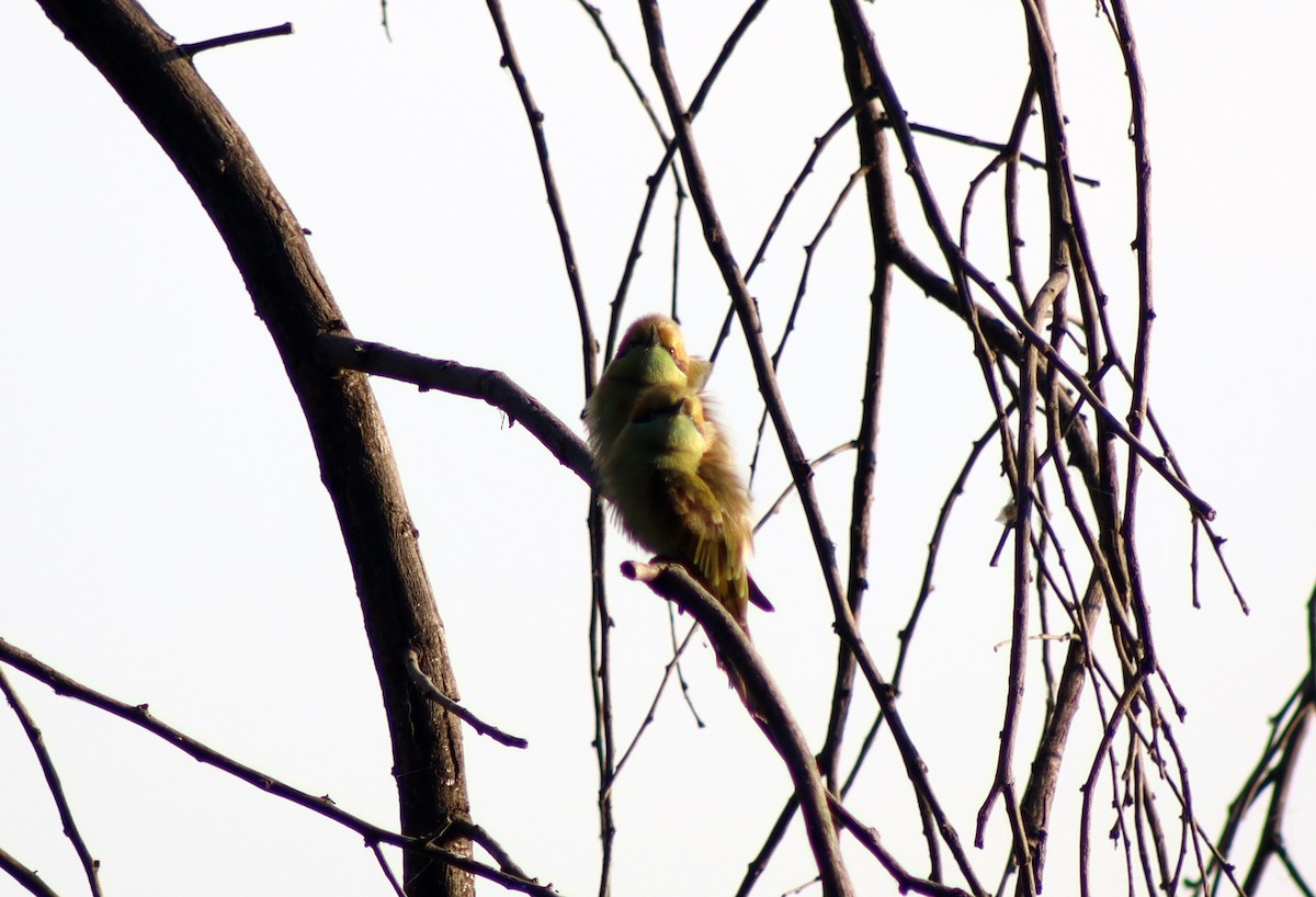 Asian Green Bee-eater - ML645660966