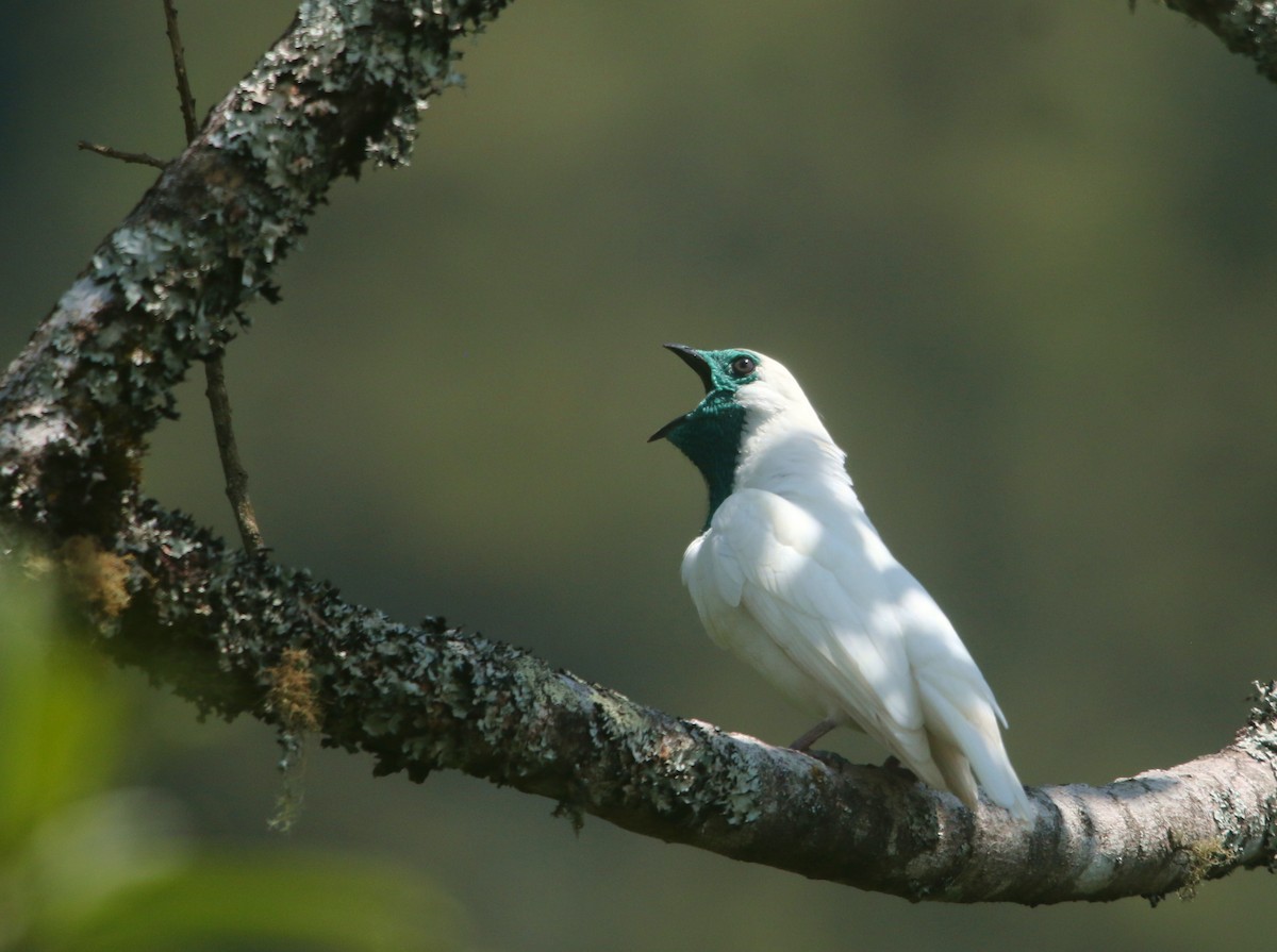 ハゲノドスズドリ - ML645660967