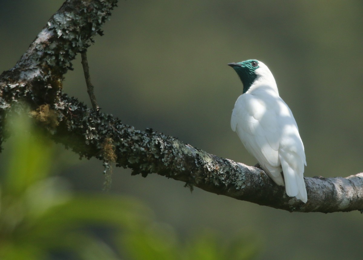 ハゲノドスズドリ - ML645660968