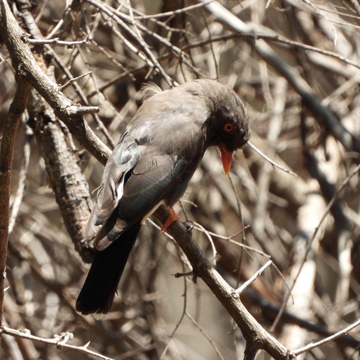 Prionopo de Retz - ML645660980