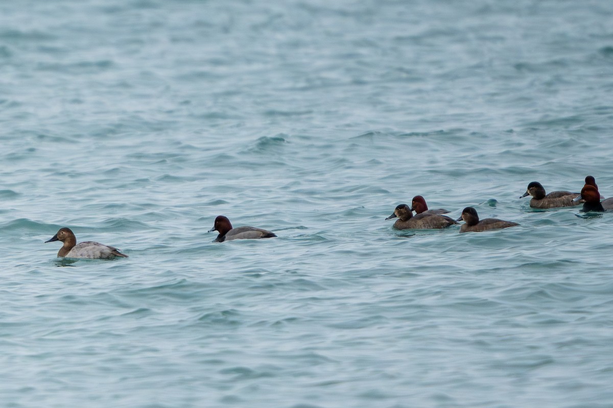 Redhead - ML645660981